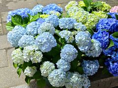 -溪岸路花鸟市场