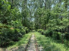 -合肥滨湖国家森林公园