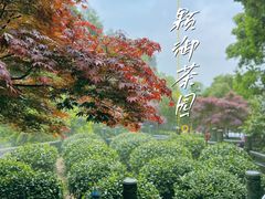 -十八棵（老龙井）御茶园(老龙井店)