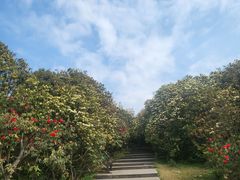 -贵州百里杜鹃风景名胜区