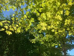 -永定河休闲森林公园