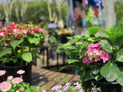 -上海共青森林公园