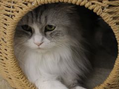 -安格丽娜·狗咖·猫咖羊驼咖(春熙路百盛商场店)