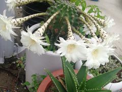 -上海西上海奥杰奥迪汽车销售有限公司(真如店)