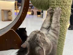 -喵园·猫主题咖啡厅·撸猫·猫咖(国贸店)