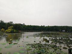 -大湾区中央湿地公园