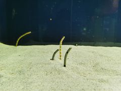 -欢乐海岸海洋奇梦馆