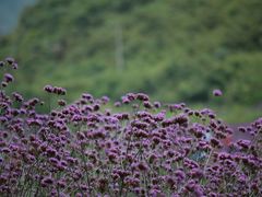 -广东花都香草世界旅游度假区