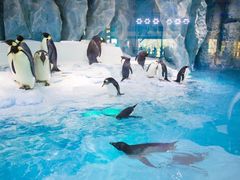 -帝企鹅自助餐厅•儿童岛•真企鹅(长隆企鹅酒店)