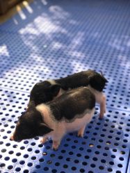 -萌宠亲子动物乐园(槐房万达店)