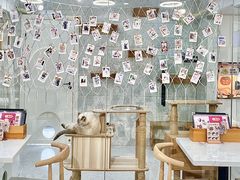 -喵园·猫主题咖啡厅·撸猫·猫咖(国贸店)