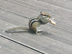 -五营红松林海景区