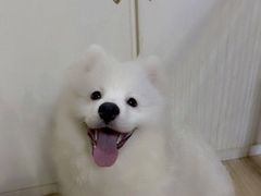 -芭比堂动物医院·犬猫全科·异宠专科(雁塔分院)