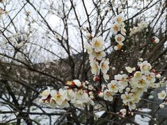 -香雪海