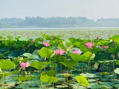 -丁香湖公园