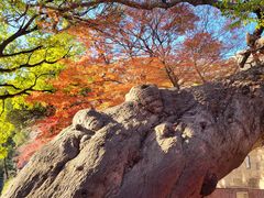 -青岛崂山太清宫