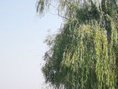 -西青郊野公园