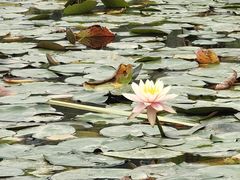 -东莞植物园