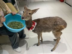 -怪兽屋·羊驼·猫咖·狗咖(俊华广场店)