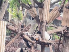 -成都大熊猫繁育研究基地