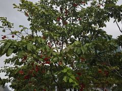 -101花果山山芭榴莲(史密斯街店)