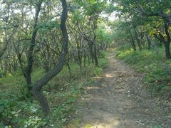 -大芦花风景区