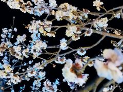 -香雪海