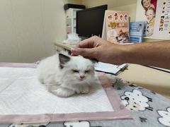 -瑞派康怡24h宠物医院·犬猫医疗中心·微创绝育(瑞景分院)