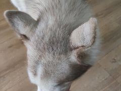 -Husky Go! 哈士奇体验馆·宠物咖啡厅狗咖