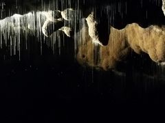 -怀托摩萤火虫洞