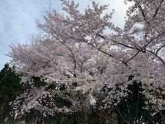 -嘉定紫藤园