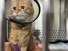 -艾贝尔宠物医院·24H转诊中心·肿瘤猫专科(江宁双龙店)