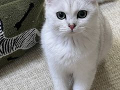 -猫大福·Fortune Cat猫舍(百子湾店)