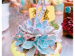 -金陵花卉交易市场