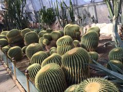 -北京植物园-展览温室