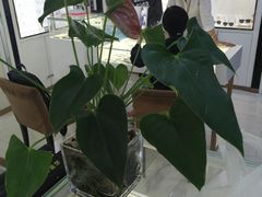 -宝岛眼镜(福州宝龙二店)