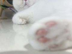 -More Fun猫咖 二十只万元加菲主题