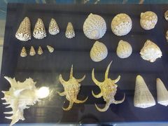 -上海海洋大学鱼文化博物馆(军工路校区)