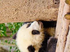 -成都大熊猫繁育研究基地