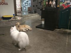 -百好乐宠物友好餐厅(朝外大街店)