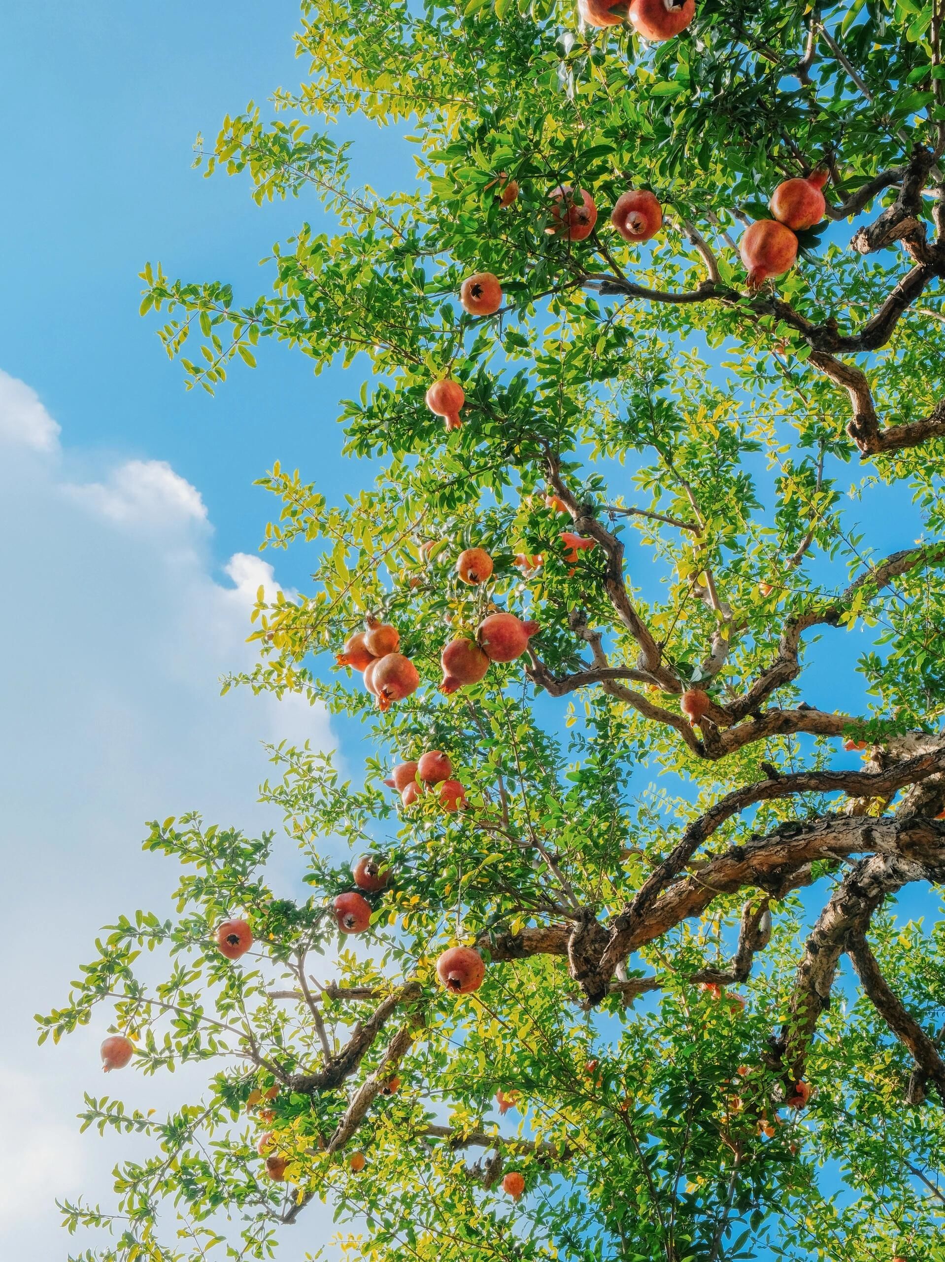 石榴树
在园林景观中尤其独特🍵
蜿蜒曲折的古树伫立在庭院里