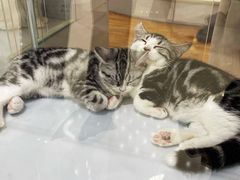 -COLOR PETS 撸猫馆·购猫·猫咖(长风大悦城店)