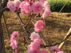 -天适樱花悠乐园