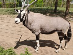 -大连森林动物园