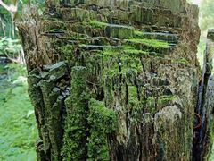 -黑河国家森林公园