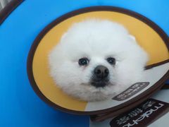 -仁华宠物医院(青羊店)