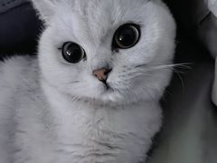 -猫大福·Fortune Cat猫舍(百子湾店)