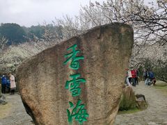 -香雪海