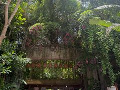 -西双版纳原始森林公园