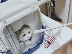 -北京观赏动物医院·24小时大型综合·猫专科·异宠专科